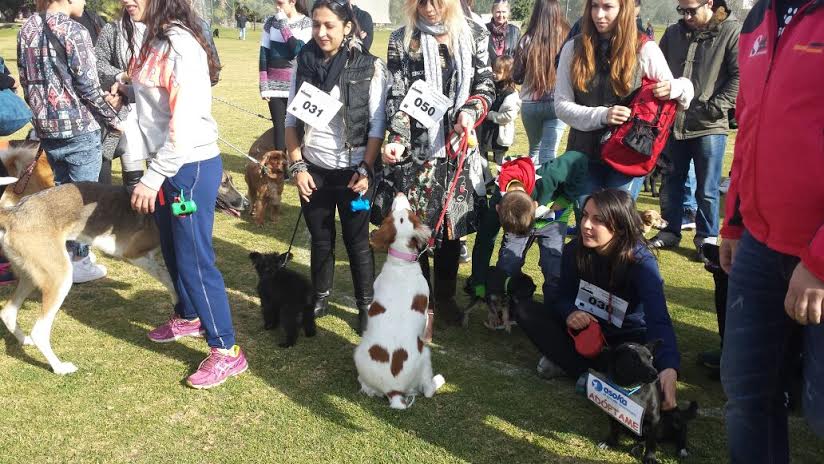 ALFAS-FESTIVAL CANINO 19-1