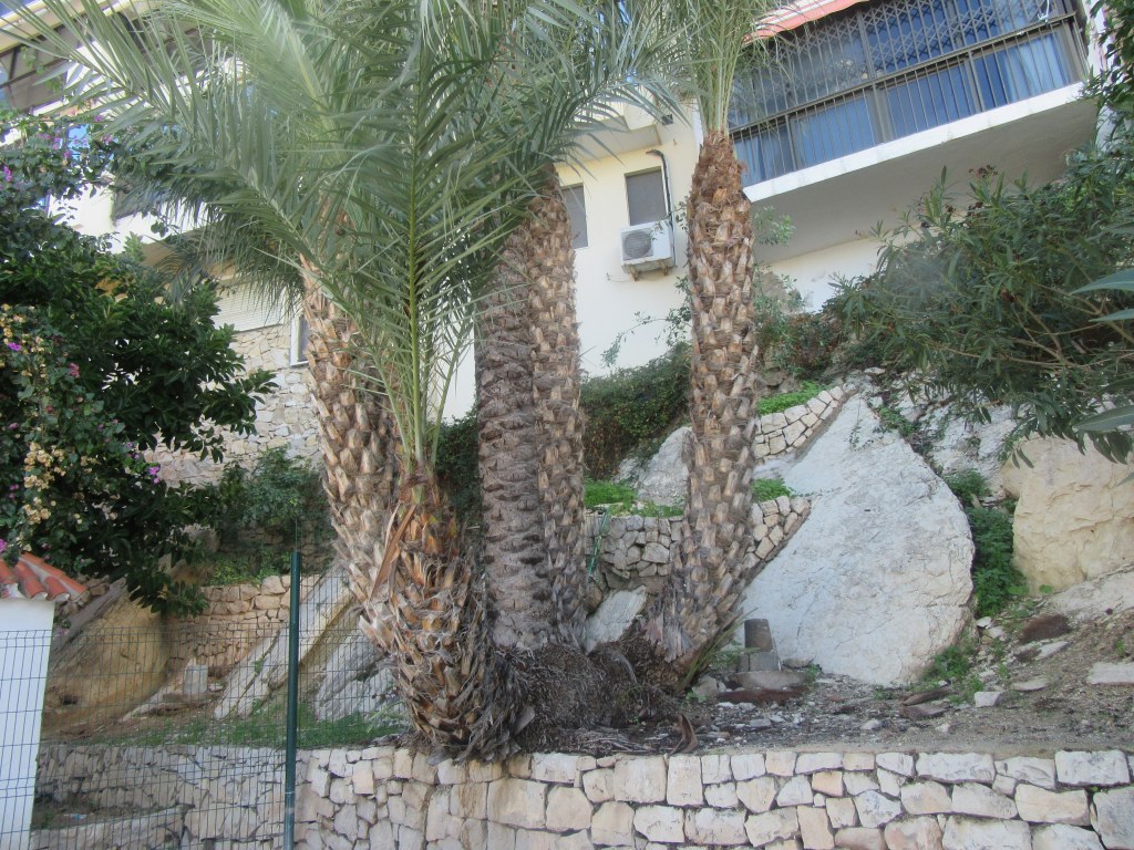 Benidorm.- EN EL PASEO DE&nbsp;COLÓN