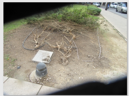 jardin-frente-ayuntamiento-18