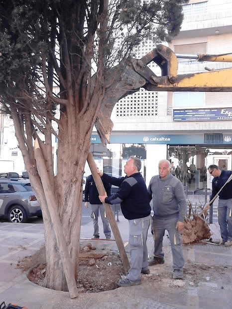 L’ALFAS.- CORREGIDO LA INCLINACIÓN DEL&nbsp;CIPRES