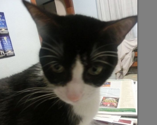 Benidorm desarrolla una campaña de esterilización de&nbsp;gatos