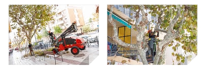 El Ayuntamiento de l’Alfàs inicia una campaña intensiva de poda de&nbsp;arbolado